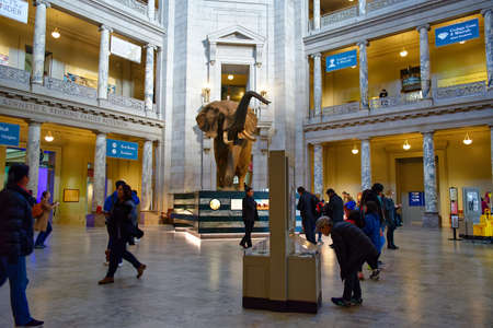 Washington, D.C., USA - November 13, 2017: Numerous visitors in the main hall of the Smithsonian National Museum of Natural History.のeditorial素材
