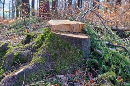 Tree stump covered with moss in a forestの写真素材