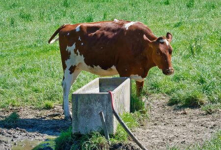Cow on a farm attacked by fliesの写真素材