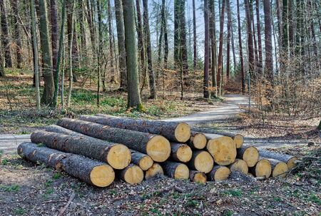 Large cut down trees laying on the ground in a forestの写真素材