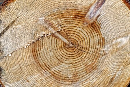 Cross section of a large tree which was around 48 years old when felledの写真素材