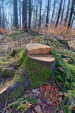 Tree stump covered with moss in a forestの写真素材
