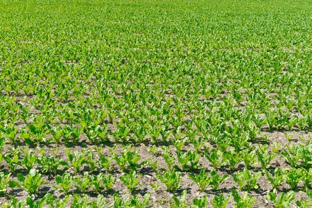 Plants growing on agricultural fieldの写真素材