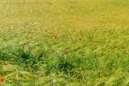 Red poppies in a grain crop agricultural fieldの写真素材