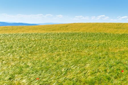 Red poppies in a grain crop field
