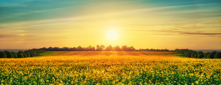 Flower field at dawnの写真素材