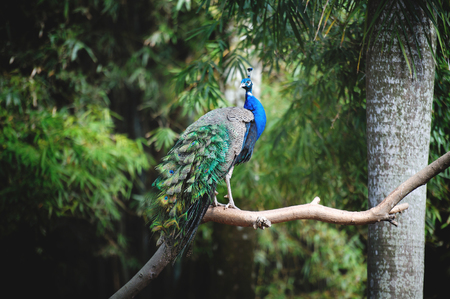 A beautiful peacock on a treeの写真素材