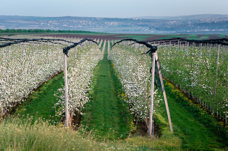Rows of blooming young apple trees in spring time with anti-hail protectionの写真素材