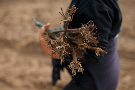 Worker planting a grape seedling in a spring groundの写真素材