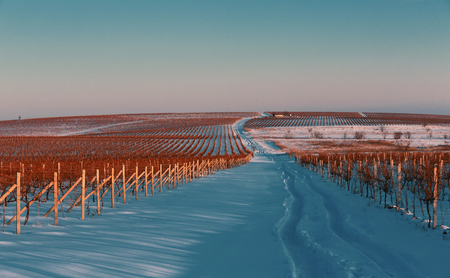 Perspective shot of a snowy winter vineyard at sunsetの写真素材