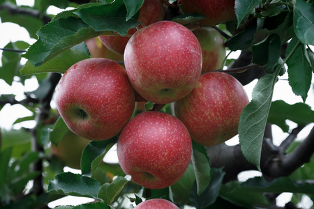Closeup of a branch with fresh red applesの写真素材