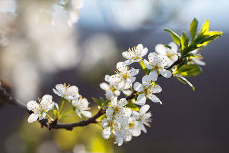 Macro shot of blooming in spring flowers of peach treeの写真素材