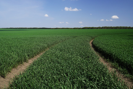 Closeup shot of the young bright green corn fieldの写真素材