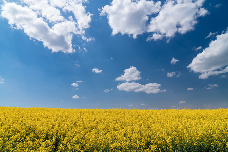 Colza field and blue skyの写真素材