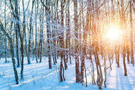 Sunset in winter forestの写真素材