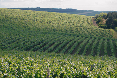 Aerial view  of a green summer vineyard at sunsetの写真素材
