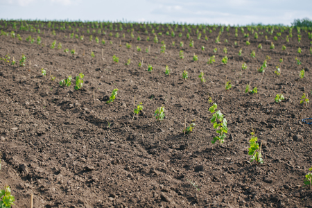 Young grape seedling in a spring groundの写真素材