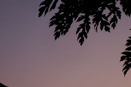 In sunset lightの写真素材