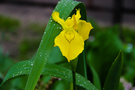 Flower after rainの写真素材