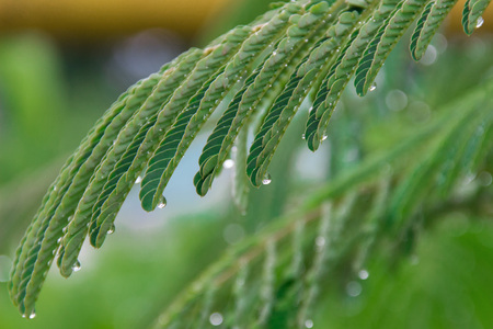 Green leaves after rain