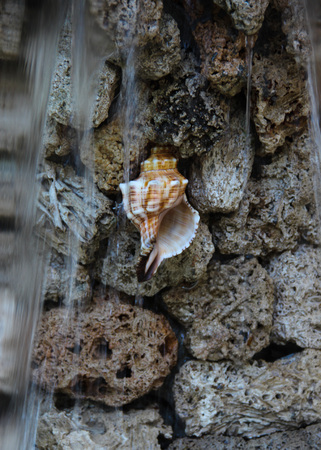 Seashell on stones