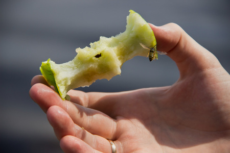 Wasp on an appleの写真素材