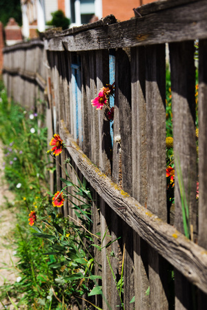Red flower near a wooden fenceの写真素材