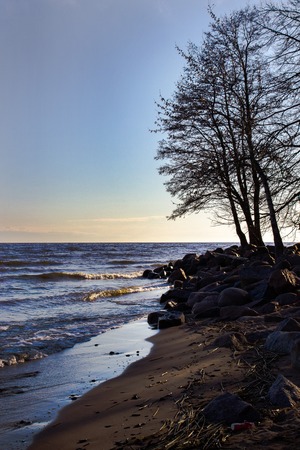 Tree on the river bank at sunsetの写真素材