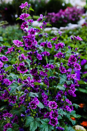 Bush of purple flowersの写真素材