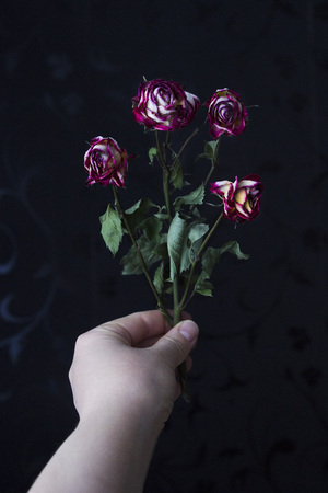 Withered rose isolated on blackの写真素材