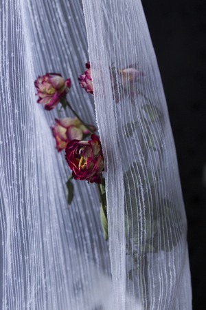 Dried roses in tulleの写真素材
