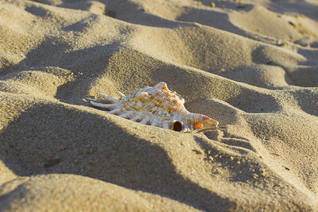 Seashell on sand beach