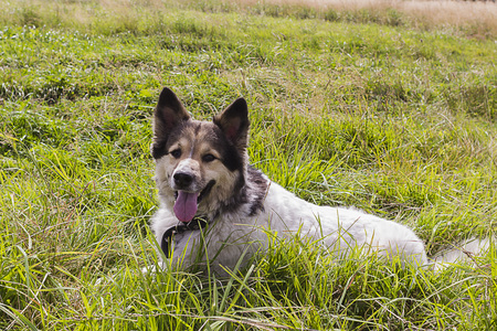 White fluffy dog on the fieldの写真素材