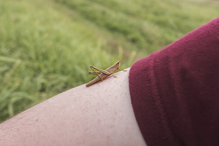 Grasshopper sits on the handの写真素材