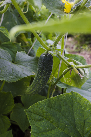 Green cucumber growing in field vegetable for harvesting.の写真素材