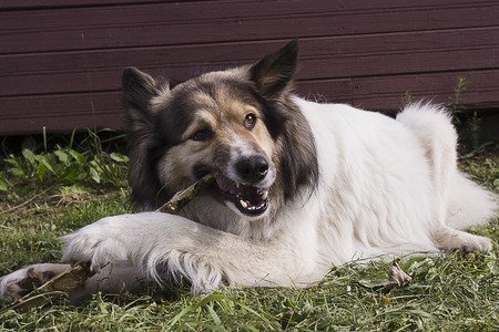 White fluffy dog gnawing a stickの写真素材
