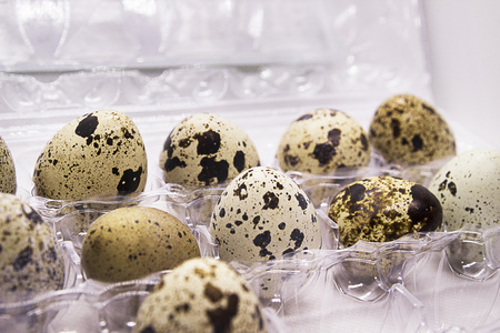 Isolated quail eggs. Big collection of quail eggs isolated on white background with clipping path