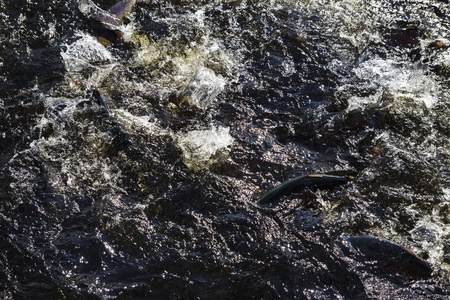 Rainbow trout (Oncorhynchus mykiss) in hatchery raceway. Trout farm. Feeding fish