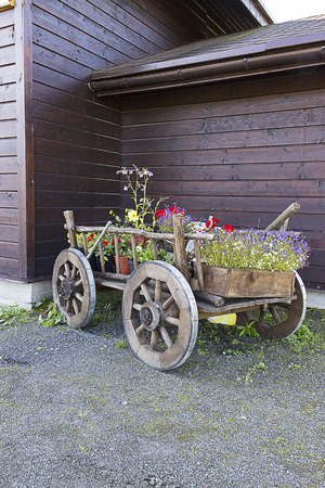 Bright multicolored flowers grow in the cart. Gardeningの写真素材