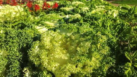 Decorative cabbage with green leaves in the flowerbedの写真素材