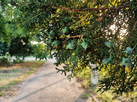 Thuja fruits on a branch