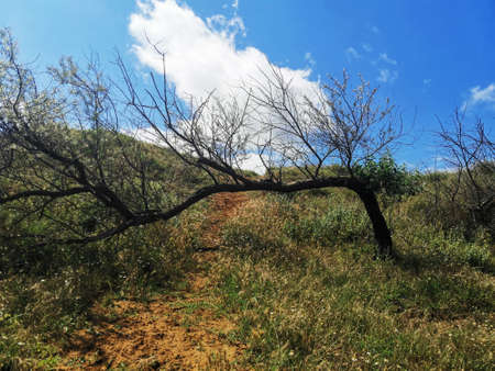 Lonely dry bent tree on a hill against a blue skyの写真素材