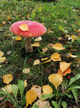 Red mushroom. Toadstool in the forest. Amanita on green grass among yellow autumn leaves
