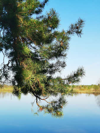 Pine branch on the background of the lake on a clear sunny day.の写真素材