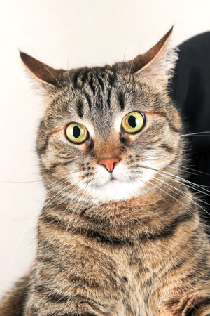 Close-up portrait of a beautiful brown tabby cat. The cat looks into the frame.の写真素材