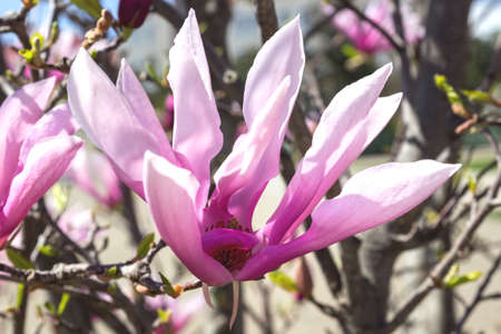 Large pink Magnolia flower on a branch on a bright sunny day. Blurred background. selective focus.の写真素材