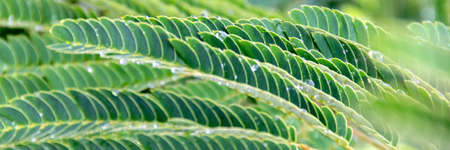 Water drops on green spikey leaves with blurred focus. Green spring surface, natural green background. Raindrops, dewdrops, freshnessの写真素材