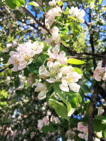 Pink flowers on an apple tree branch in spring. leaves green and flowers in blur. The concept of...