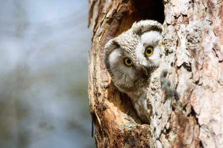 Owl with big yellow eyes peeking out of the hollowの写真素材