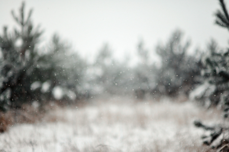 Blurred christmas background falling snowの写真素材